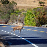 deer crossing road deer crossing road