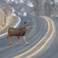 Deer crossing road Deer crossing road