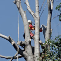 Man trimming tree Man trimming tree