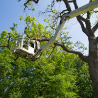 Gardener is trimming tree on elevated platform Gardener is trimming tree on elevated platform